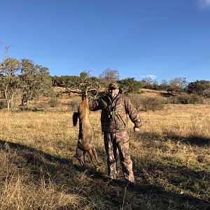 Hunting Coyote in USA