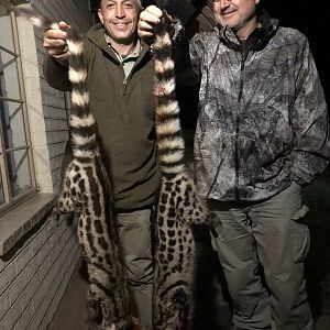 Genet Cat Hunt Zimbabwe