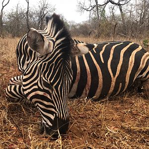 Burchell's Plain Zebra Hunting Zimbabwe