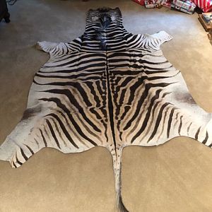 Burchell's Plain Zebra Back Skin