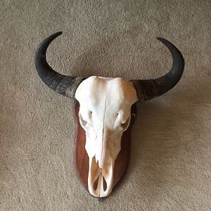 Tsessebe European Skull Mount Taxidermy