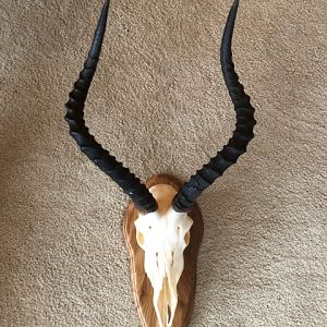 Impala European Skull Mount Taxidermy