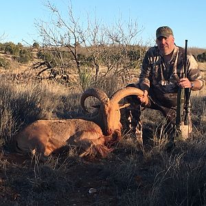 Aoudad Hunt Texas USA