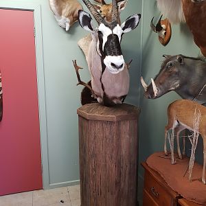 Gemsbok Shoulder Mount Pedestal Taxidermy