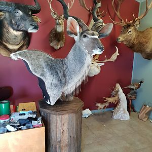 Kudu Shoulder Mount Pedestal Taxidermy