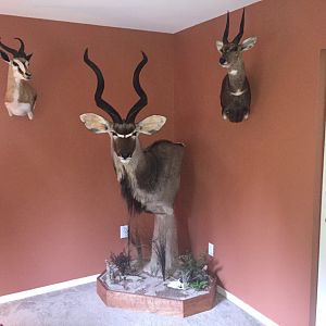 Kudu Shoulder Mount Pedestal Taxidermy with Springbok & Bushbuck  Shoulder Mounts