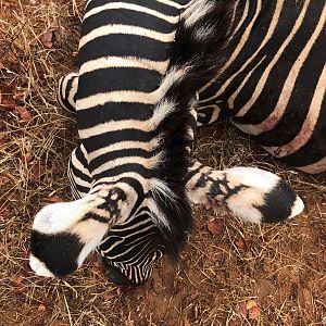 Zimbabwe Hunting Burchell's Plain Zebra