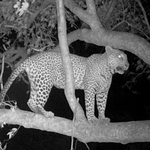 Leopard Trail Cam Pictures Zimbabwe