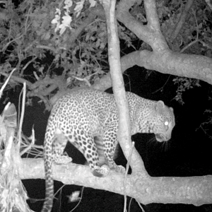 Trail Cam Pictures of Leopard in Zimbabwe