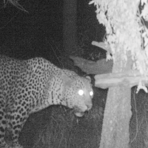 Leopard Trail Cam Pictures Zimbabwe