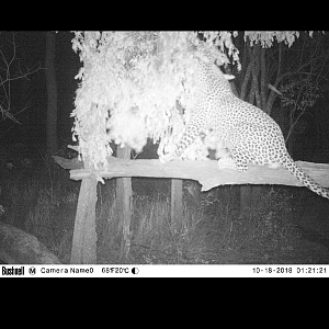 Zimbabwe Trail Cam Pictures Leopard