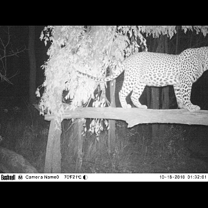 Leopard Trail Cam Pictures Zimbabwe