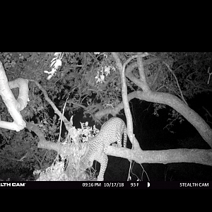 Trail Cam Pictures of Leopard in Zimbabwe