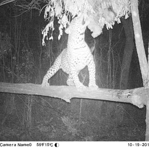 Trail Cam Pictures of Leopard in Zimbabwe