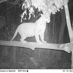 Zimbabwe Trail Cam Pictures Leopard