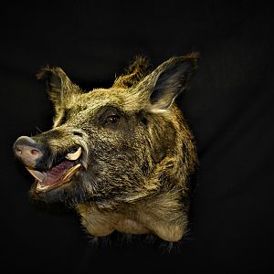 Boar Shoulder Mount Taxidermy