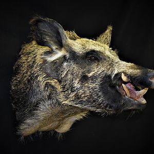 Boar Shoulder Mount Taxidermy