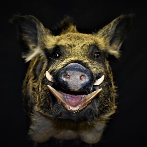 Boar Shoulder Mount Taxidermy