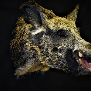 Boar Shoulder Mount Taxidermy