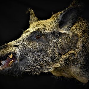 Boar Shoulder Mount Taxidermy