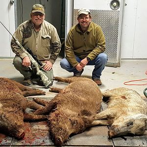 Hunting Boar in Texas USA