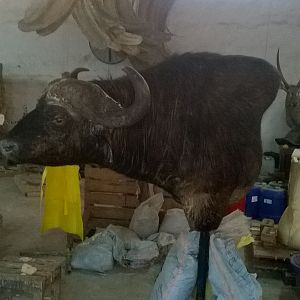 Cape Buffalo Shoulder Mount Taxidermy