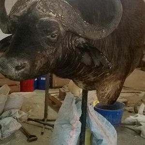 Cape Buffalo Shoulder Mount Taxidermy