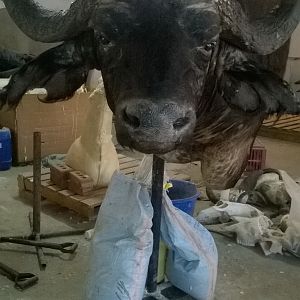 Cape Buffalo Shoulder Mount Taxidermy