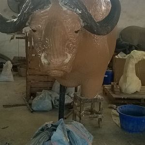 Taxidermy Process Cape Buffalo Shoulder Mount