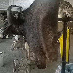 Cape Buffalo Shoulder Mount Taxidermy