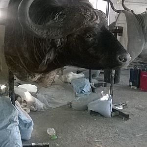 Cape Buffalo Shoulder Mount Taxidermy