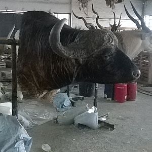 Cape Buffalo Shoulder Mount Taxidermy