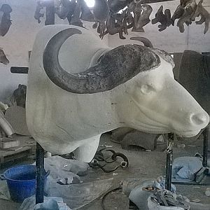 Taxidermy Process Cape Buffalo Shoulder Mount