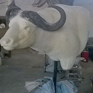 Taxidermy Process Cape Buffalo Shoulder Mount