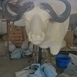 Taxidermy Process Cape Buffalo Shoulder Mount