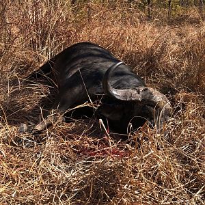 Buffalo Hunt Zambia