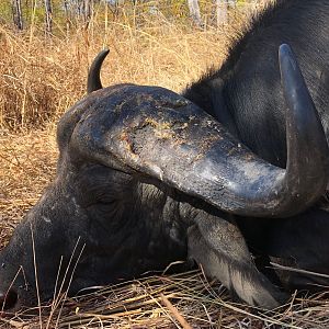 Buffalo Hunting Zambia