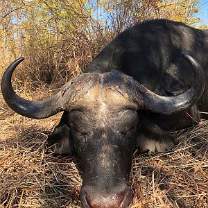 Hunt Cape Buffalo in Zambia