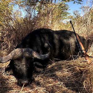 Zambia Hunting Buffalo