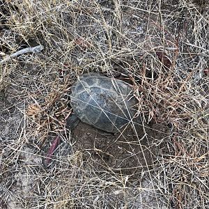 Terrapin attempting to lay her eggs