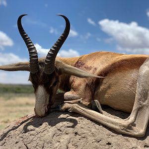 Hunting Copper Springbok in South Africa