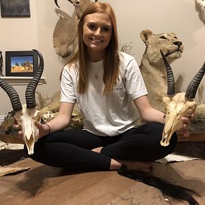 Springbok & Mountain Reedbuck European Skull Mount Taxidermy