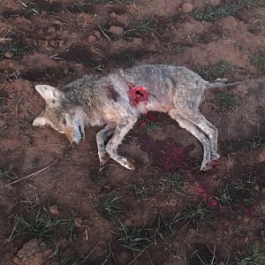 Texas USA Hunting Coyote