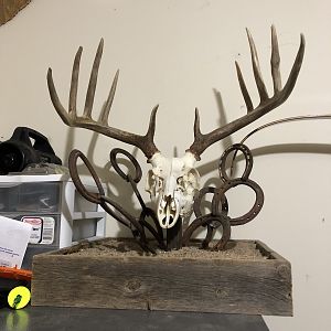 Deer ZEuropean Skull Mount in old base Taxidermy