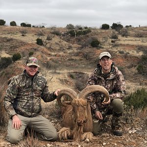 Aoudad Hunt Texas USA