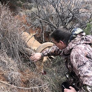 Hunting Aoudad in Texas USA