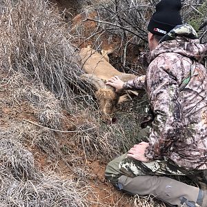 Texas USA Hunt Aoudad