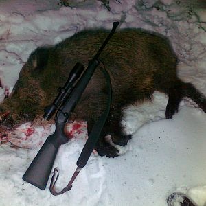 Hunt Boar in Romania