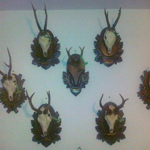 Roe Deer European Skull Mount Taxidermy