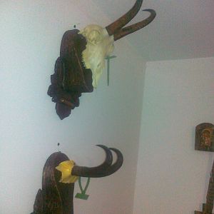 Chamois European Skull Mount Taxidermy